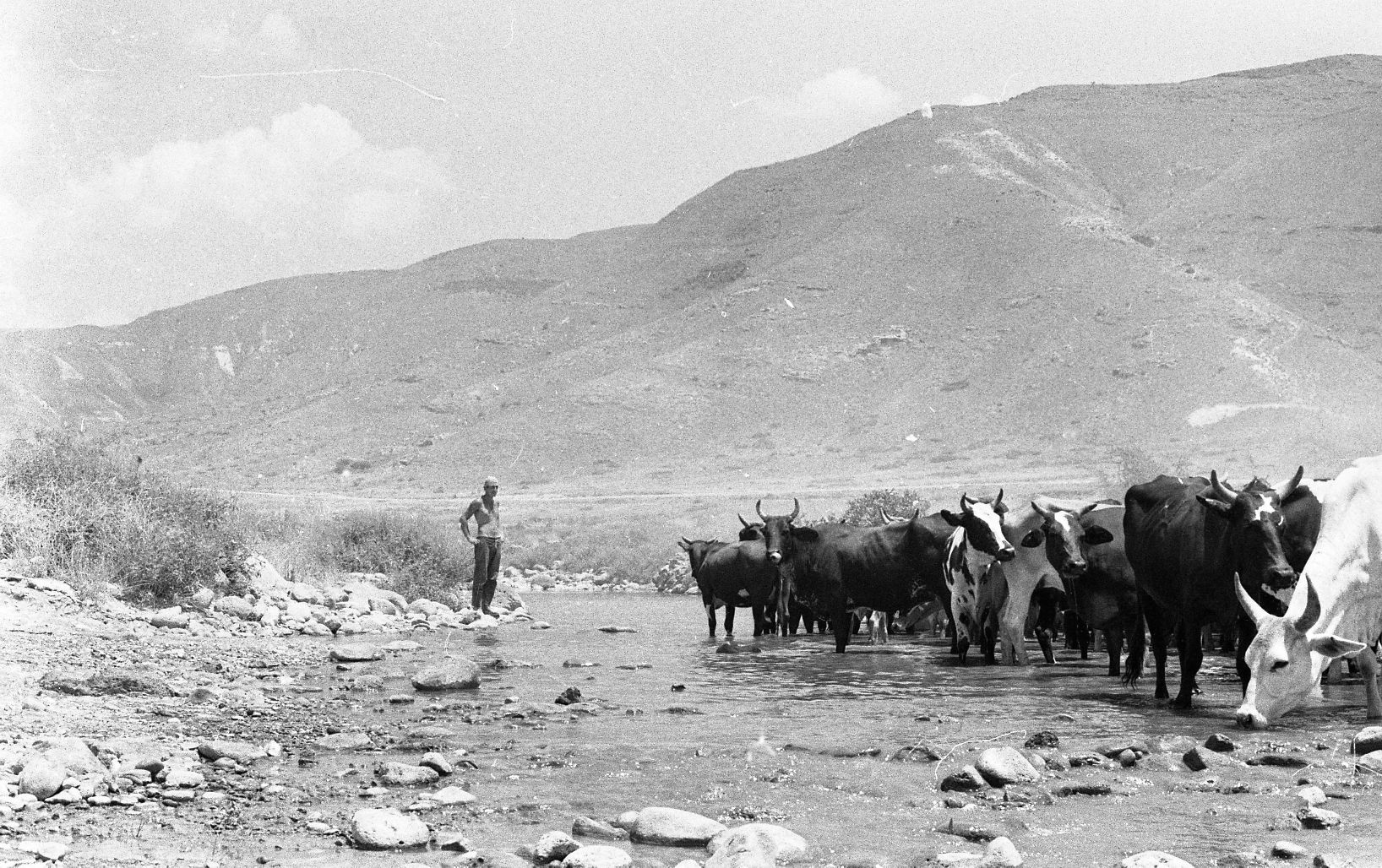 Hirte mit Vieh in der Wüste